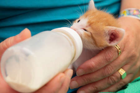 giving the bottle with milk to the kittenの写真素材