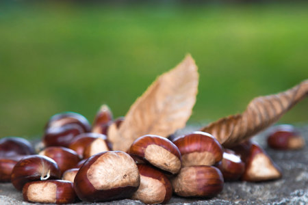 natural chestnuts on the treeの写真素材