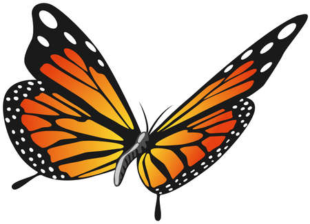 Beautiful butterfly vector illustrationのイラスト素材