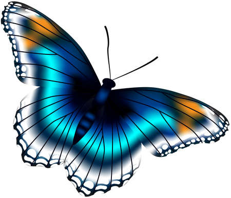 Beautiful butterfly vector illustrationのイラスト素材