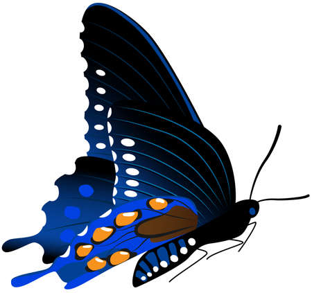 Beautiful butterfly vector illustrationのイラスト素材