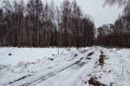 Snowy road in a birch forest. Cold and quiet, no one aroundの写真素材