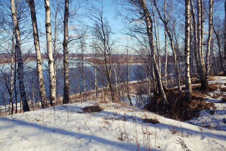 Hilly river bank covered with trees, snowy landscapeの写真素材