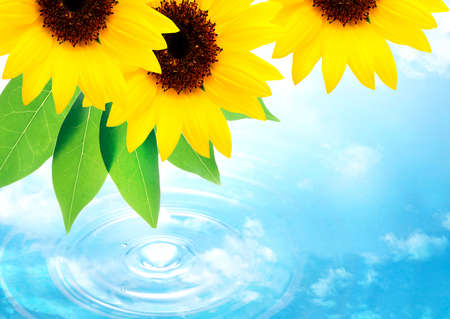 sunflowers の写真素材
