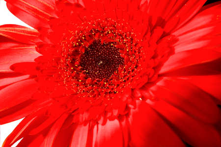 red gerbera close upの写真素材