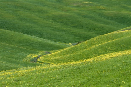 Green grass on a slopeの写真素材
