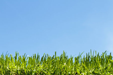 Green grass, blue sky