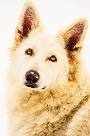 White Sheperd in the snowの写真素材