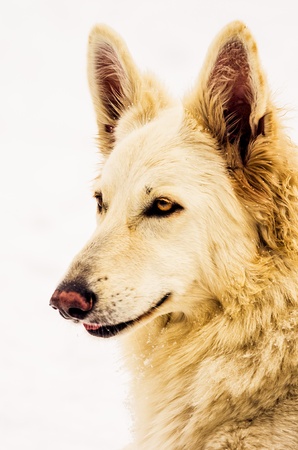 White Sheperd in the snow