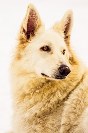 White Sheperd in the snowの写真素材
