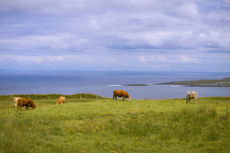 Irish countryside scenery with cattle by seasideの写真素材