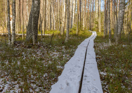 First snow in national park in octoberの写真素材
