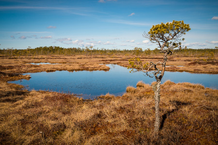 Wetland scenery at nature protection area in aprilの写真素材