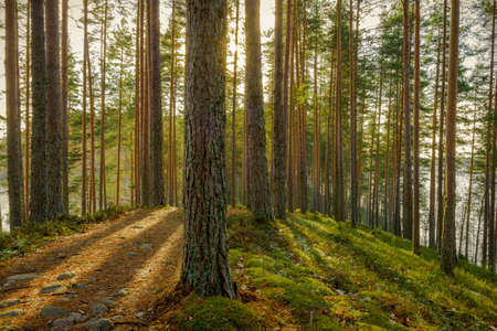 Trekking path and conifer forest in national parkの写真素材