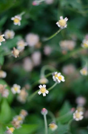 Flowerの写真素材