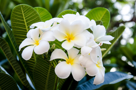  leelawadee flower in thailand 2の写真素材
