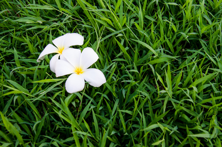 Lelavadee on green grass ,thailandの写真素材