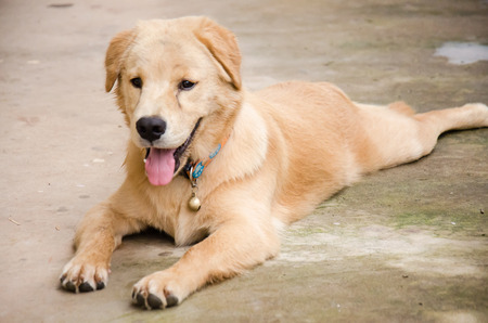 Golden dog lying on floorの写真素材