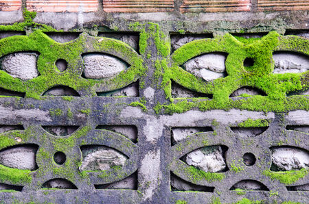 Green Moss in the wallの写真素材