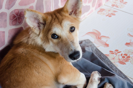 sad Dogの写真素材