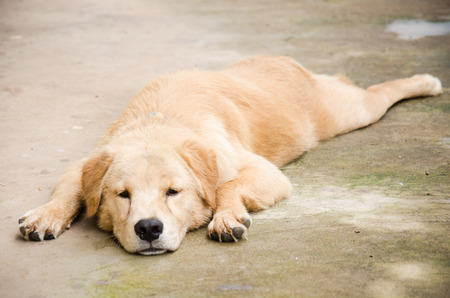 dog goldenの写真素材
