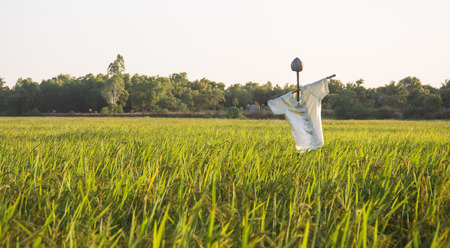 scarecrow in rice fieldの写真素材