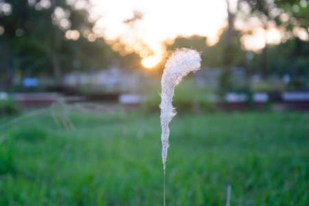 Grass at sunsetの写真素材