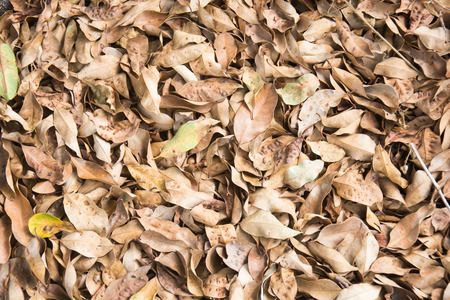 Dry leaves on the groundの写真素材