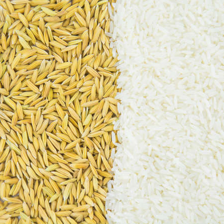 paddy and White rice on Backgrounds