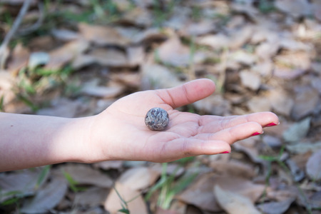 Hand holding a scoop of rubber plant seedsの写真素材