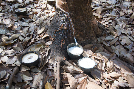 rubber treeの写真素材