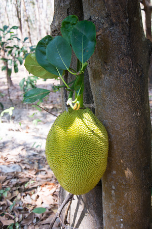 Jackfruit