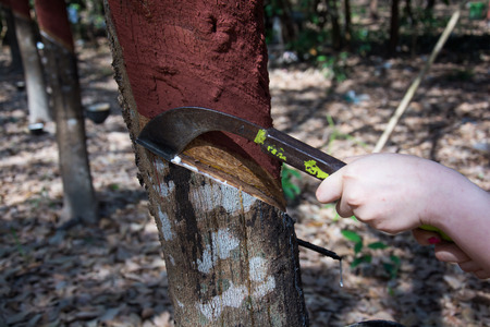 Tapping latex from a rubber tree. Phuket Thailandの写真素材