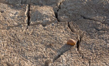Dry land. Cracked ground background.の写真素材
