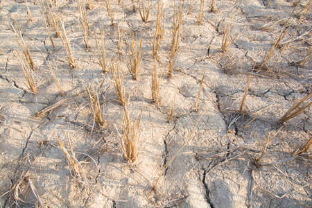 Rice stubble and dry soilの写真素材