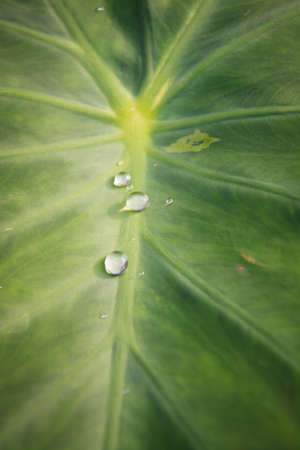 Green leaf with drops of waterの写真素材