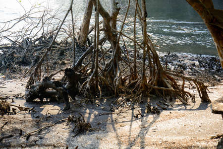Mangroves forest in Tart,Thailandの写真素材