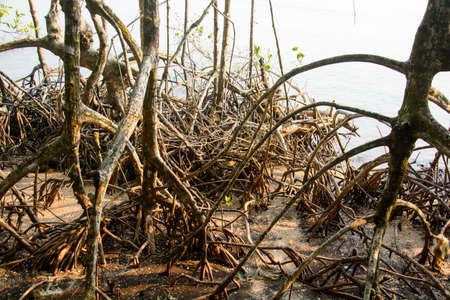 Mangroves forest in Tart,Thailandの写真素材