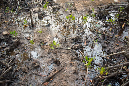 little mangrove tree