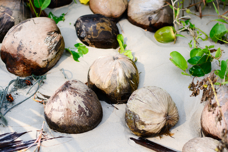 Dried coconut, on the beach