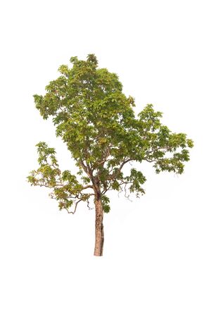 isolated tree on a white backgroundの写真素材