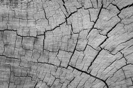 Grey wood crack texture backgroundの写真素材