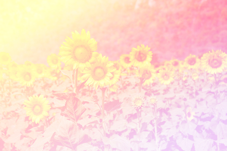 Beautiful Purple Lotusの写真素材