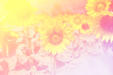 Beautiful Purple Lotusの写真素材