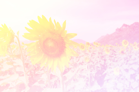 Beautiful Purple Lotusの写真素材
