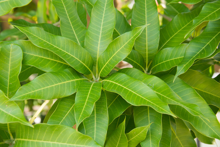 mango leaf backgroundの写真素材