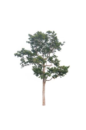 isolated tree on a white backgroundの写真素材