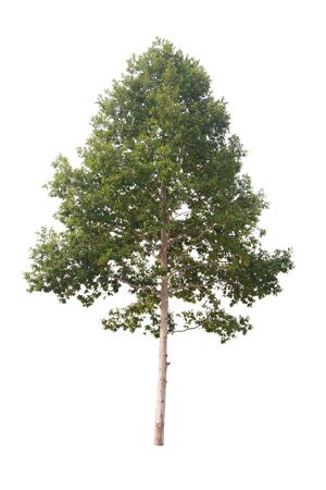 isolated tree on a white backgroundの写真素材