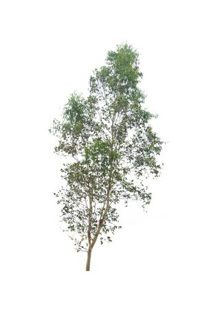 isolated tree on a white backgroundの写真素材