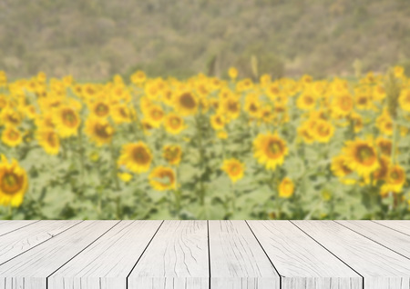 sunflower fieldの写真素材